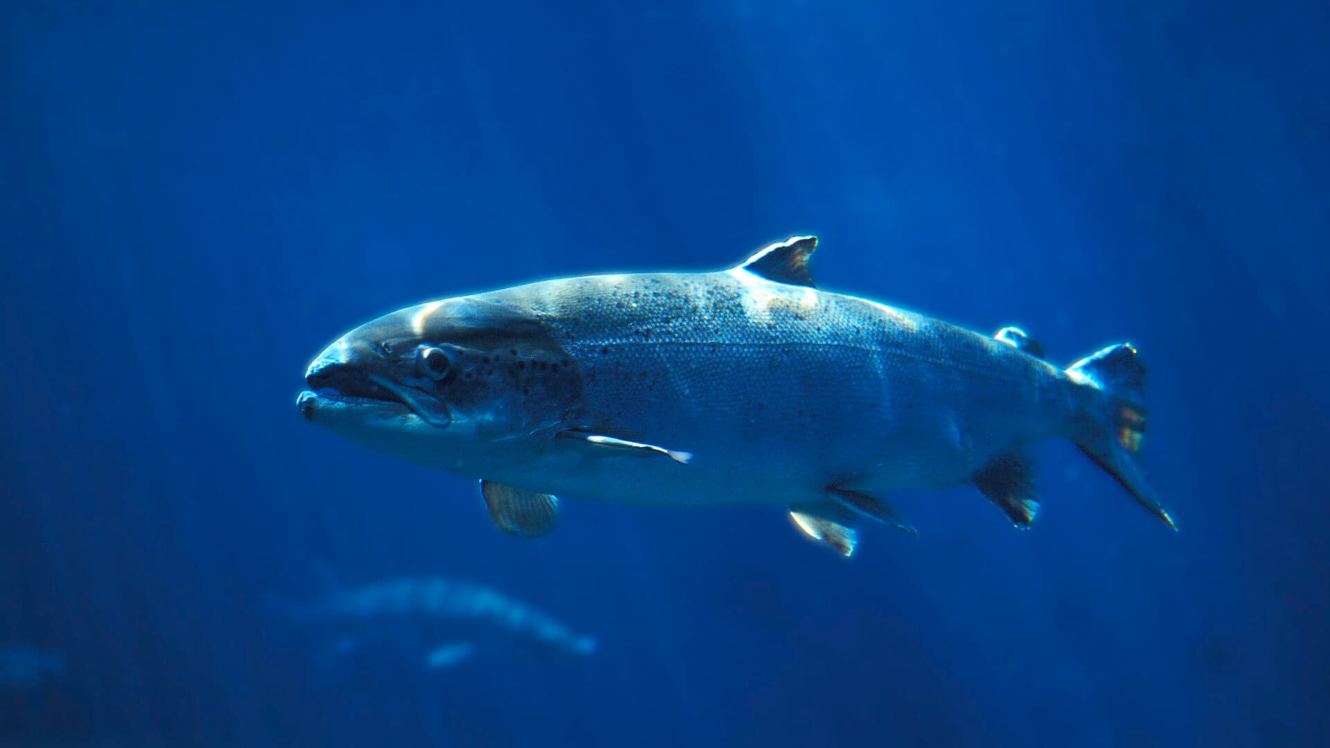 ATLANTIC SALMON salmo salar SWIMMING IN BLUE WATER IN QUEBEC